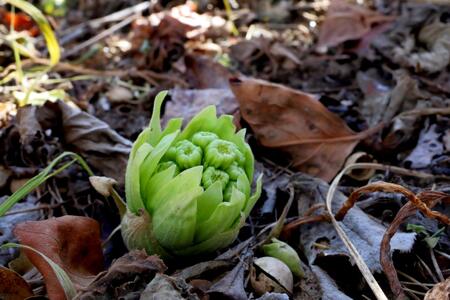 【3月中旬より発送】天然ふきのとう 山菜 天ぷら ふきのとう味噌 春の味覚 産地直送 国産 新潟県 妙高市
