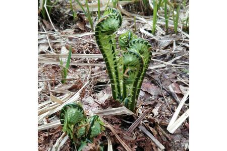【3月下旬より発送】天然こごみ 山菜 天ぷら ごま和え 春の味覚 産地直送 国産 新潟県 妙高市