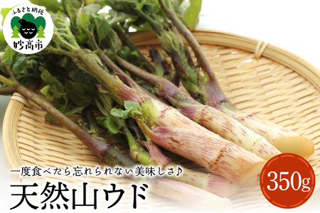 【4月中旬より発送】天然山ウド 山菜 天ぷら 酢味噌 あえ きんぴら 春の味覚 産地直送 国産 新潟県 妙高市