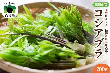 先行予約【4月上旬より発送】雪国山菜 コシアブラ 200g×1パック 山菜 採れたて 国産 新潟産 冷蔵便 山菜の女王 こしあぶら 春 天ぷら おひたし パスタ 新潟県 妙高市