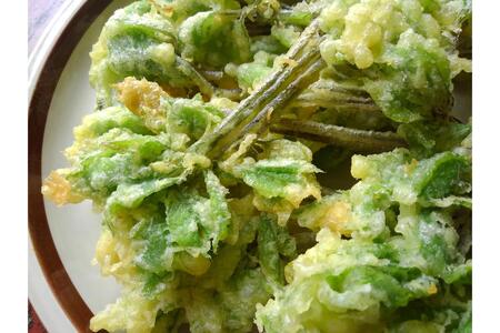 先行予約【4月上旬より発送】雪国山菜 コシアブラ 200g×1パック 山菜 採れたて 国産 新潟産 冷蔵便 山菜の女王 こしあぶら 春 天ぷら おひたし パスタ 新潟県 妙高市