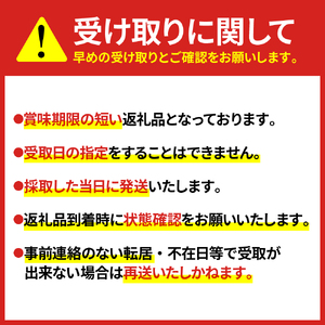 先行予約【4月上旬より発送】雪国山菜 コシアブラ 200g×1パック 山菜 採れたて 国産 新潟産 冷蔵便 山菜の女王 こしあぶら 春 天ぷら おひたし パスタ 新潟県 妙高市