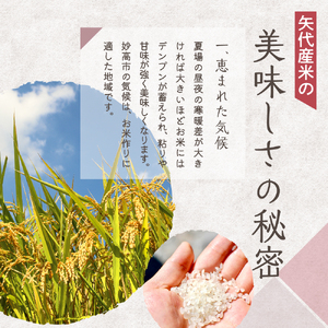 2025年2月下旬より発送【定期便】令和6年産 新潟県矢代産コシヒカリ10kg(5kg×2袋)×3回（計30kg） 新潟県 上越 矢代産 白米 お取り寄せ