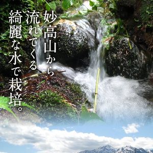 【2024年12月下旬発送】令和6年産 新潟県妙高産こしいぶき5kg 白米 精米 お取り寄せ 5キロ 新潟 妙高市 小出農場