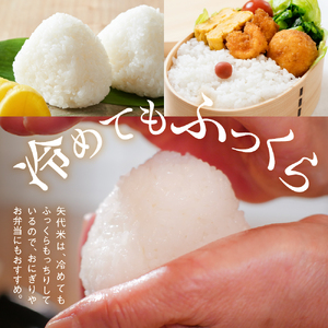 【10月中旬より発送】【定期便】令和7年産服部米蔵の妙高矢代産コシヒカリ 10kg×6回（計60kg）