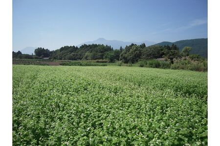 妙高こそば 生そばつゆセット6人前 特製つゆ付き 生めん 太打ち 打ち立て 本枯節出汁 在来種蕎麦 石臼引き 国産 新潟県 妙高市