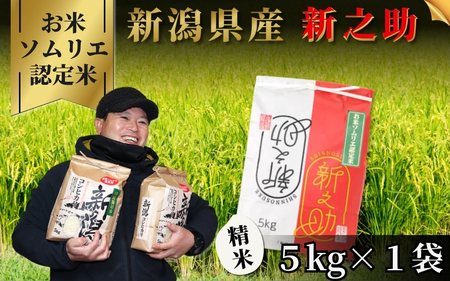 令和7年度産 新之助 精米 5kg | 新潟県産 新之助 米