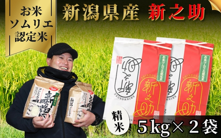 令和7年度産 新之助 精米 10kg（5kg×2袋）| 新潟県産 新之助
