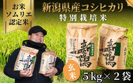 令和7年度産 特別栽培米コシヒカリ 玄米 10kg(5kg×2袋)
