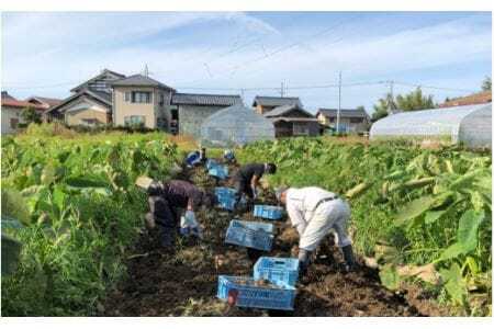 五泉産【訳アリ】大玉さといも（2L以上）3kg〈10月下旬以降順次発送〉有限会社ファームみなみの郷