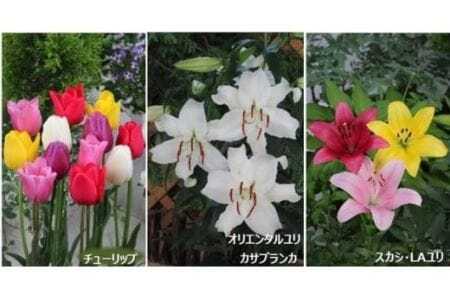 【期間限定】チューリップ・ユリ球根セット 新潟県花卉球根農業協同組合 |五泉市 球根