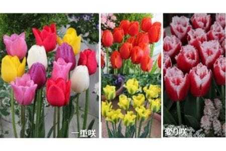 【期間限定】チューリップ・ユリ球根セット 新潟県花卉球根農業協同組合 |五泉市 球根