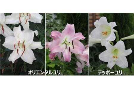 【期間限定】チューリップ・ユリ球根セット 新潟県花卉球根農業協同組合 |五泉市 球根