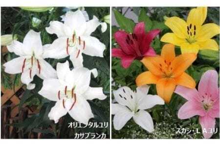 ユリ球根セット 新潟県花卉球根農業協同組合 | 新潟県 ゆり ユリ