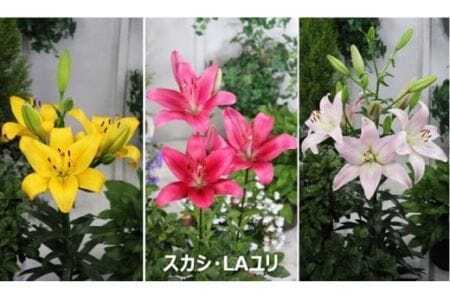 ユリ球根セット 新潟県花卉球根農業協同組合 | 新潟県 ゆり ユリ