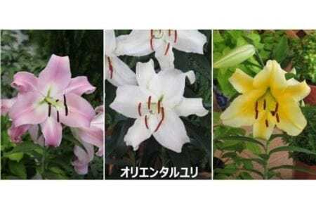 ユリ球根セット 新潟県花卉球根農業協同組合 | 新潟県 ゆり ユリ