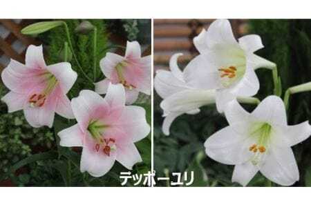 ユリ球根セット 新潟県花卉球根農業協同組合 | 新潟県 ゆり ユリ