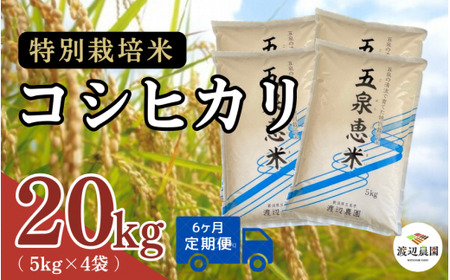 【令和6年度産新米】〈6回定期便〉特別栽培米コシヒカリ 精米  20kg(5kg×4袋) 渡辺農園