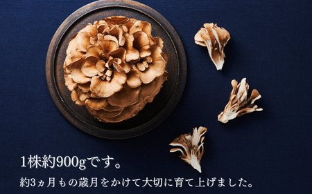 〈3回定期便〉まいたけ 極 1株 ユキグニファクトリー | まいたけ