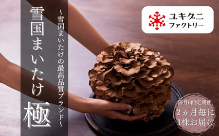 〈隔月6回定期便〉まいたけ 極 1株 ユキグニファクトリー | まいたけ