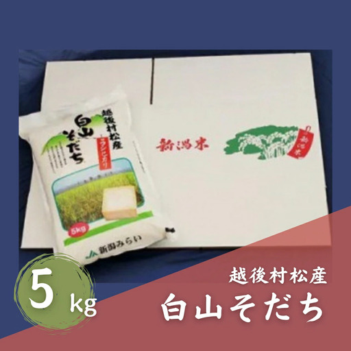 令和7年産 五泉産コシヒカリ「白山そだち」5kg | 新潟県 コシヒカリ