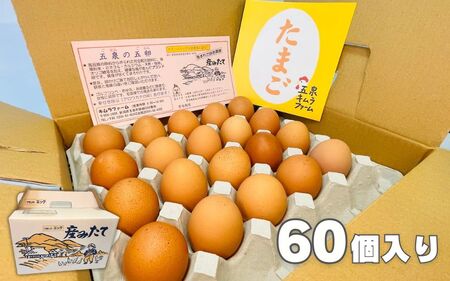 卵 定期便 12ヶ月 産みたて 赤たまご60個（Mサイズ）