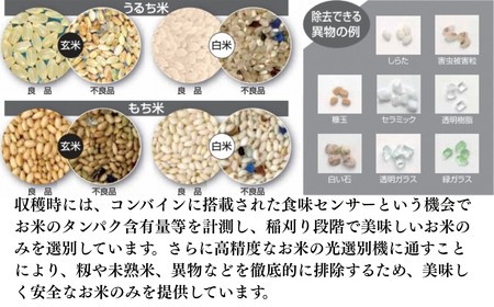 【令和7年産新米】コシヒカリ 精米 5kg | 新潟県 コシヒカリ