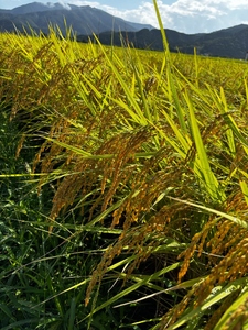 令和7年産 旧村松町産 コシヒカリ 5kg | 新潟県 五泉市