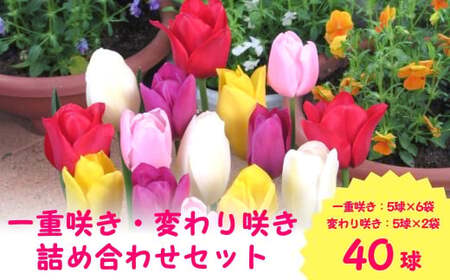 チューリップ 球根セット 40球入 | チューリップ 球根 五泉市