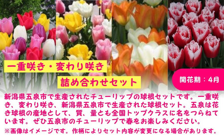 チューリップ 球根セット 40球入 | チューリップ 球根 五泉市