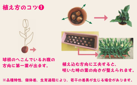 チューリップ 球根セット 40球入 | チューリップ 球根 五泉市