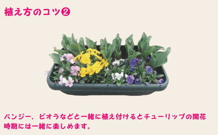 チューリップ 球根セット 40球入 | チューリップ 球根 五泉市