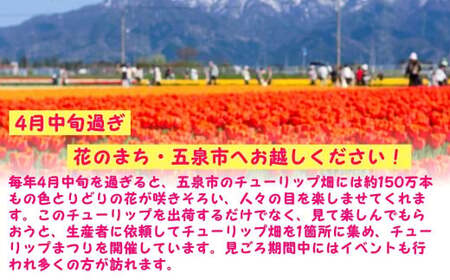 チューリップ 球根セット 40球入 | チューリップ 球根 五泉市
