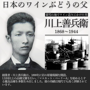 ワイン G20大阪サミットワーキングランチ採用 岩の原ワイン 深雪花 赤 3本 720ml 最短3日で発送