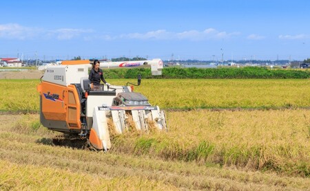 米 【花の米】新之助 白米 5kg お米 こめ おすすめ ふるさと納税 新潟 新潟県産 にいがた 上越 上越産