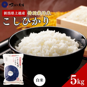 米 【令和7年産】 新潟県上越産 特別栽培米 コシヒカリ 【白米】 5kg 5キロ お米 こめ 白米 こしひかり
