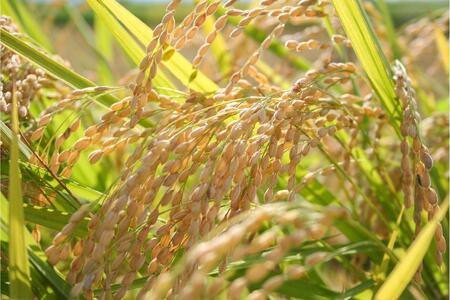 お米マイスターが育てた 特別栽培米 コシヒカリ 上越頸城産 令和5年産 20kg(5kg×4袋)白米