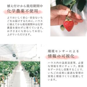いちご 中粒 カラダよろこぶ やみつき 越後姫 約200g×2パック (18～30 