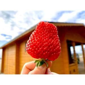 いちご 中粒 カラダよろこぶ やみつき 越後姫 約200g×2パック (18～30 