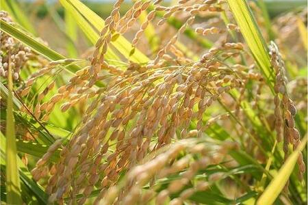 お米マイスターが育てた特別栽培米 精米コシヒカリ 上越産 令和5年産 20kg(5kg×4袋)無洗米