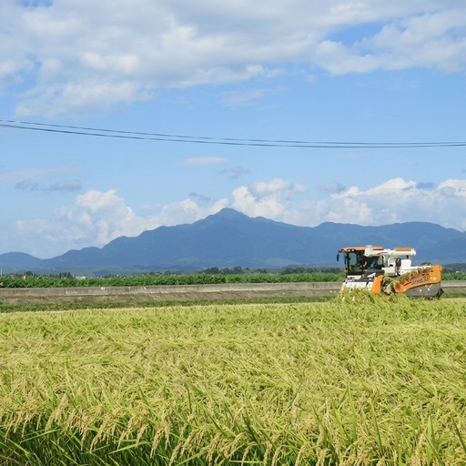 令和7年産 お米マイスターが育てた上越産コシヒカリ5kg (5kg×1)白米　精米