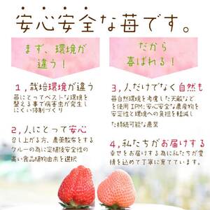 いちご 新潟 雪国完熟越後姫シングル(約380g)ギフト箱入り イチゴ 苺 フルーツ お取り寄せ 贈り物 上越