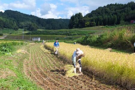 【50セット限定】令和5年産 新潟上越清里産 特別栽培米コシヒカリ2kg(2kg×1袋)玄米