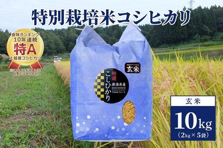 【50セット限定】令和5年産 新潟上越清里産 特別栽培米コシヒカリ10kg(2kg×5袋)玄米