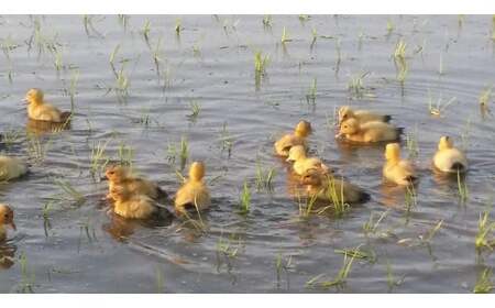 令和7年 新潟県産 JAS有機発芽玄米 3kg （ 1kg×3袋 ）アイガモ農法 こしひかり発芽玄米 上越市 三和区 富永農産 送料無料 安全・安心 玄米を上回る栄養、普通の炊飯器で炊けます