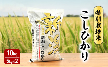 令和7年　特別栽培米コシヒカリ　10kg 令和7年 新潟県産コシヒカリ 特別栽培米 10kg 10キロ 5kg×2 上越市 三