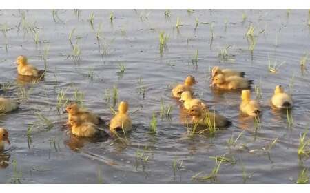 令和7年 新潟県産コシヒカリ アイガモ農法 10kg 10キロ（5kg×2） JAS有機栽培米 上越市 三和区神田 富永農産 送料無料 安全・安心こしひかり