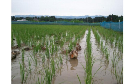 令和7年 新潟県産コシヒカリ 玄米 アイガモ農法 5kg 5キロ JAS有機栽培米 上越市 三和区神田 富永農産 送料無料 安全・安心こしひかり