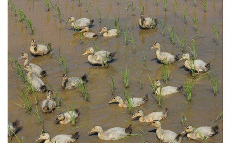 令和7年 新潟県産コシヒカリ アイガモ農法 5kg 5キロ JAS有機栽培米 上越市 三和区神田 富永農産 送料無料 安全・安心こしひかり