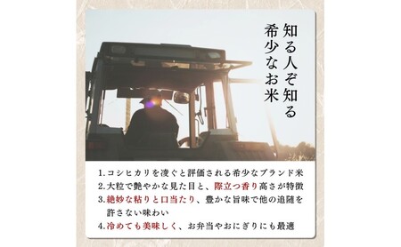 【令和8年10月配送】先行予約 新米 新潟上越産 みずほの輝き 5kg 新潟 米 新潟県 限定